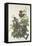 Ferruginous Thrush, 1831-John James Audubon-Framed Premier Image Canvas