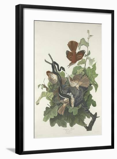 Ferruginous Thrush, 1831-John James Audubon-Framed Giclee Print