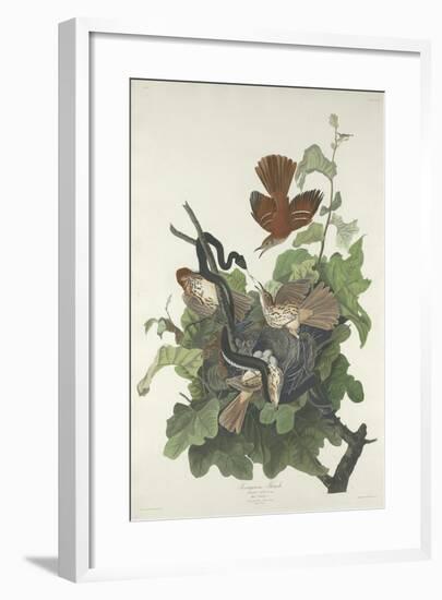 Ferruginous Thrush, 1831-John James Audubon-Framed Giclee Print