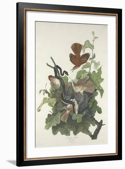 Ferruginous Thrush, 1831-John James Audubon-Framed Giclee Print