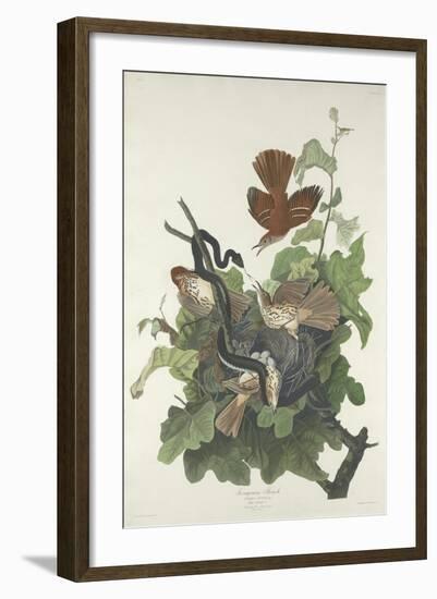 Ferruginous Thrush, 1831-John James Audubon-Framed Giclee Print