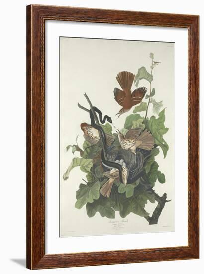 Ferruginous Thrush, 1831-John James Audubon-Framed Giclee Print