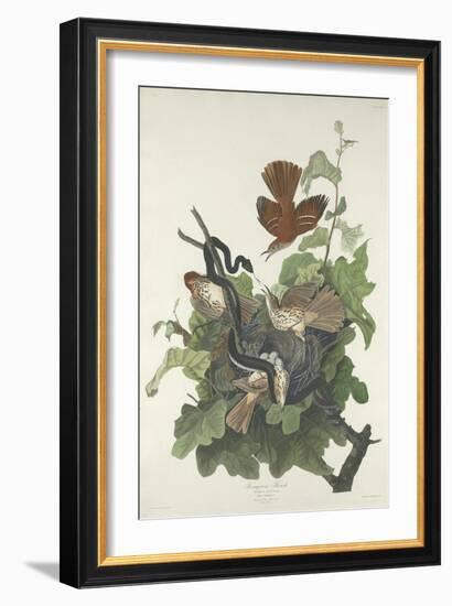 Ferruginous Thrush, 1831-John James Audubon-Framed Premium Giclee Print