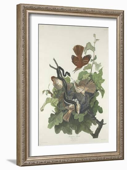 Ferruginous Thrush, 1831-John James Audubon-Framed Giclee Print