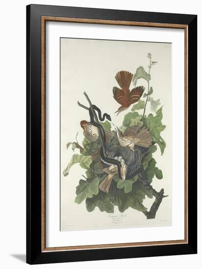 Ferruginous Thrush, 1831-John James Audubon-Framed Giclee Print