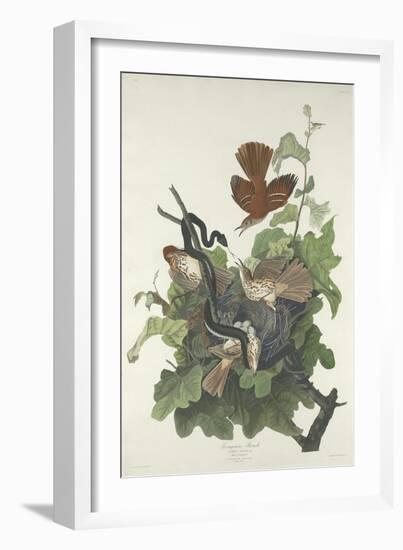 Ferruginous Thrush, 1831-John James Audubon-Framed Giclee Print