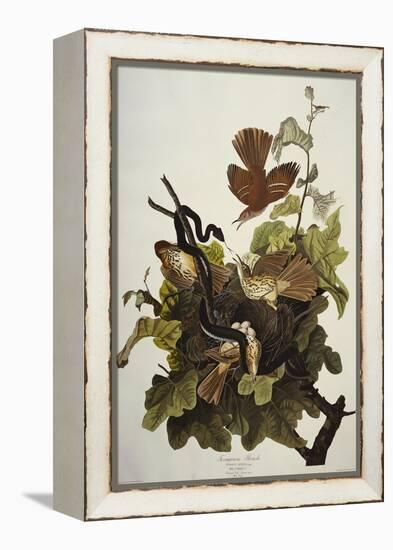 Ferruginous Thrush. Brown Thrasher (Toxostoma Rufum), Plate Cxvi, from 'The Birds of America'-John James Audubon-Framed Premier Image Canvas