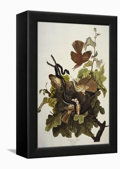 Ferruginous Thrush. Brown Thrasher (Toxostoma Rufum), Plate Cxvi, from 'The Birds of America'-John James Audubon-Framed Premier Image Canvas