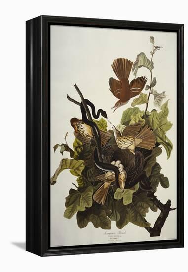 Ferruginous Thrush. Brown Thrasher (Toxostoma Rufum), Plate Cxvi, from 'The Birds of America'-John James Audubon-Framed Premier Image Canvas