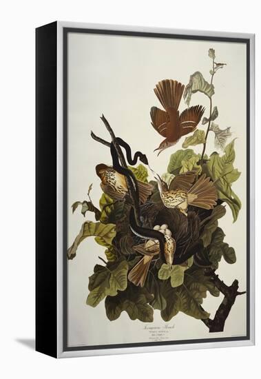 Ferruginous Thrush. Brown Thrasher (Toxostoma Rufum), Plate Cxvi, from 'The Birds of America'-John James Audubon-Framed Premier Image Canvas