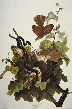 Ferruginous Thrush. Brown Thrasher (Toxostoma Rufum), Plate Cxvi, from 'The  Birds of America'' Giclee Print - John James Audubon | Art.com