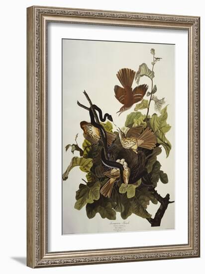 Ferruginous Thrush. Brown Thrasher (Toxostoma Rufum), Plate Cxvi, from 'The Birds of America'-John James Audubon-Framed Giclee Print