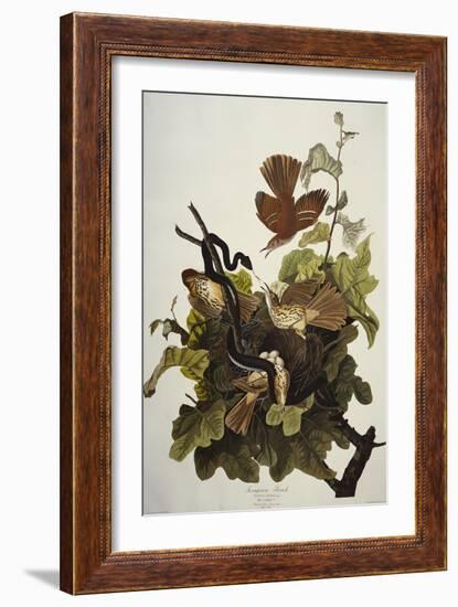 Ferruginous Thrush. Brown Thrasher (Toxostoma Rufum), Plate Cxvi, from 'The Birds of America'-John James Audubon-Framed Giclee Print