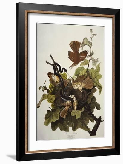 Ferruginous Thrush. Brown Thrasher (Toxostoma Rufum), Plate Cxvi, from 'The Birds of America'-John James Audubon-Framed Giclee Print