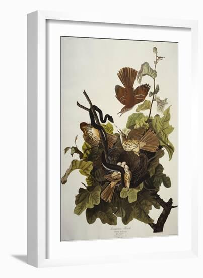 Ferruginous Thrush. Brown Thrasher (Toxostoma Rufum), Plate Cxvi, from 'The Birds of America'-John James Audubon-Framed Giclee Print