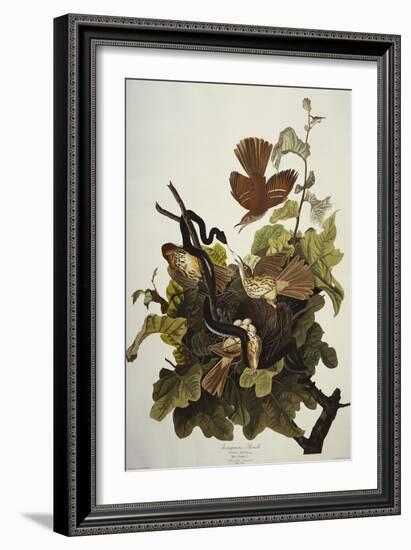Ferruginous Thrush. Brown Thrasher (Toxostoma Rufum), Plate Cxvi, from 'The Birds of America'-John James Audubon-Framed Giclee Print