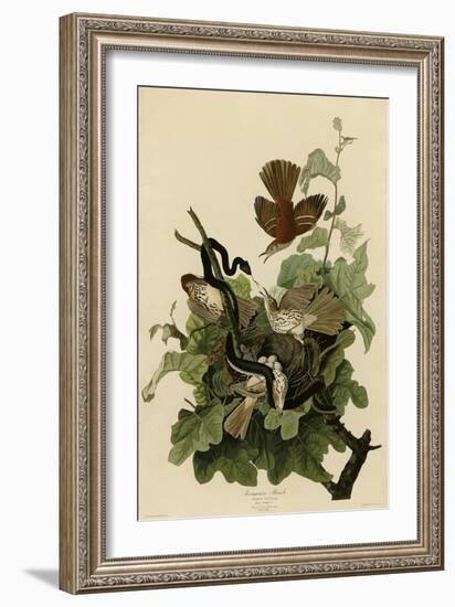 Ferruginous Thrush-null-Framed Giclee Print