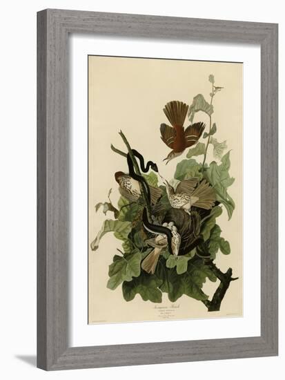 Ferruginous Thrush-null-Framed Giclee Print