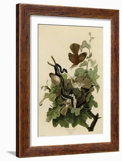 Ferruginous Thrush-null-Framed Giclee Print