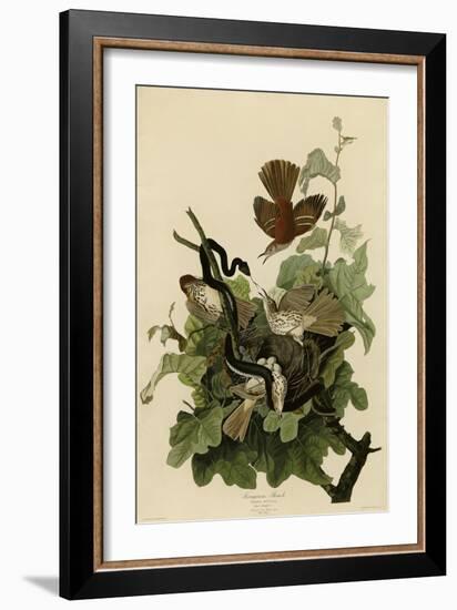 Ferruginous Thrush-null-Framed Giclee Print