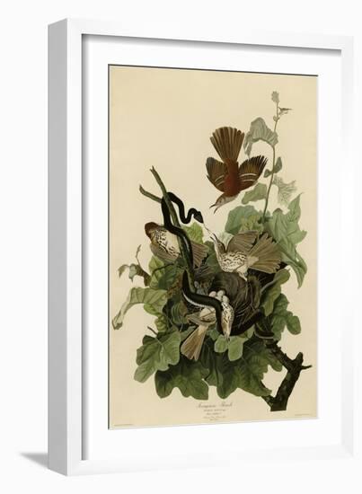 Ferruginous Thrush-null-Framed Giclee Print