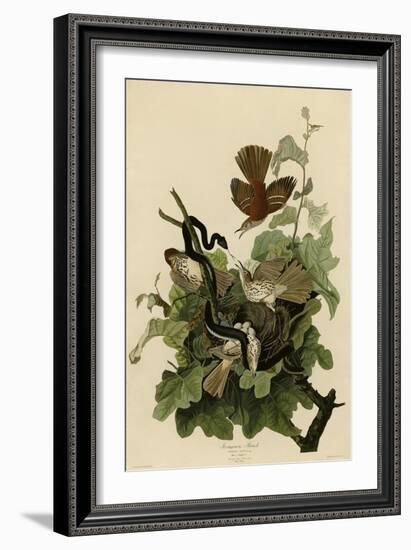 Ferruginous Thrush-null-Framed Giclee Print