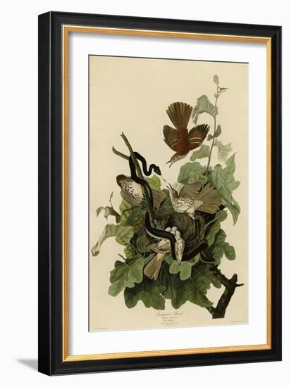 Ferruginous Thrush-null-Framed Giclee Print