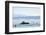 Ferry, Friedrichshafen, Lake of Constance, Baden-Wurttemberg, Germany-Ernst Wrba-Framed Photographic Print