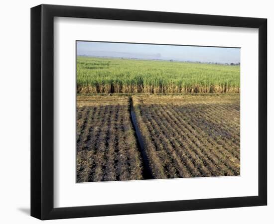 Fertile Fields of Sugar Cane on West Bank, Luxor, Egypt-Cindy Miller Hopkins-Framed Photographic Print