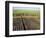 Fertile Fields of Sugar Cane on West Bank, Luxor, Egypt-Cindy Miller Hopkins-Framed Photographic Print