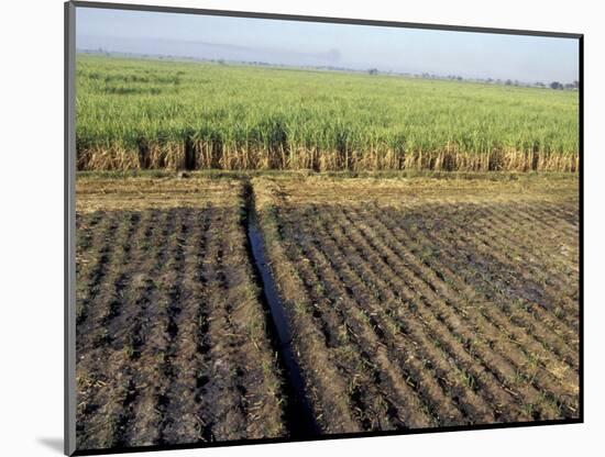 Fertile Fields of Sugar Cane on West Bank, Luxor, Egypt-Cindy Miller Hopkins-Mounted Photographic Print