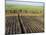 Fertile Fields of Sugar Cane on West Bank, Luxor, Egypt-Cindy Miller Hopkins-Mounted Photographic Print