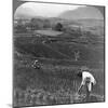 Fertile Rice Fields in the Old Crater of Aso-San, Japan, 1904-Underwood & Underwood-Mounted Photographic Print