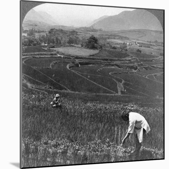 Fertile Rice Fields in the Old Crater of Aso-San, Japan, 1904-Underwood & Underwood-Mounted Photographic Print