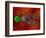 Fertilization-David Mack-Framed Premium Photographic Print