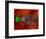 Fertilization-David Mack-Framed Premium Photographic Print