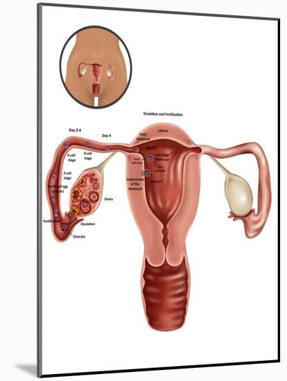 Fertilization-Gwen Shockey-Mounted Giclee Print