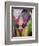 Festival of Colors II-Art Wolfe-Framed Photographic Print