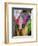 Festival of Colors II-Art Wolfe-Framed Photographic Print