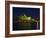 Festival of Light, Sydney Opera House, Sydney, New South Wales, Australia-Mark Mawson-Framed Photographic Print