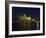 Festival of Light, Sydney Opera House, Sydney, New South Wales, Australia-Mark Mawson-Framed Photographic Print