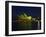 Festival of Light, Sydney Opera House, Sydney, New South Wales, Australia-Mark Mawson-Framed Photographic Print