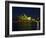 Festival of Light, Sydney Opera House, Sydney, New South Wales, Australia-Mark Mawson-Framed Photographic Print