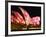 Festival of Light, Sydney Opera House, Sydney, New South Wales, Australia-Mark Mawson-Framed Photographic Print