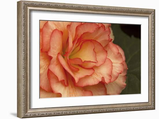 Festive Begonia I-Rita Crane-Framed Photographic Print