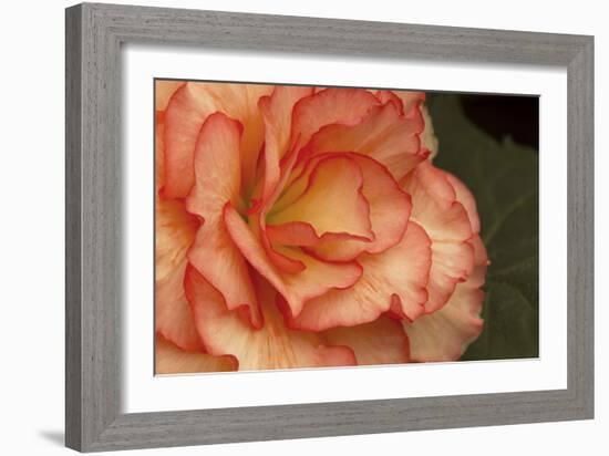 Festive Begonia I-Rita Crane-Framed Photographic Print