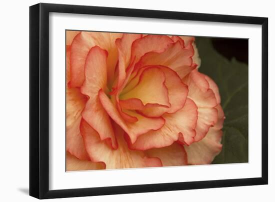 Festive Begonia I-Rita Crane-Framed Photographic Print