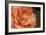 Festive Begonia I-Rita Crane-Framed Photographic Print