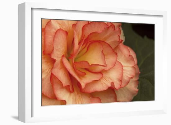 Festive Begonia I-Rita Crane-Framed Photographic Print