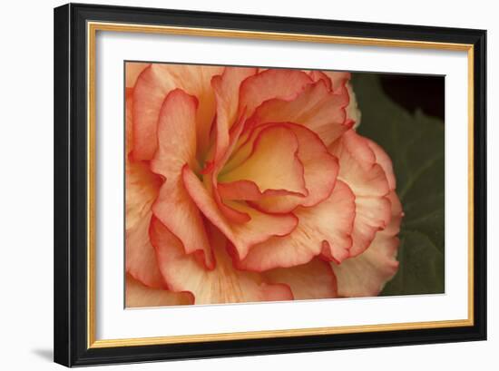 Festive Begonia I-Rita Crane-Framed Photographic Print